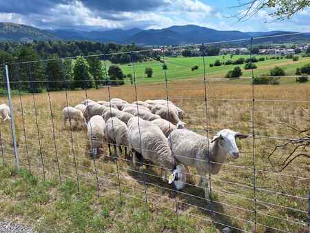 Visoke elektromreže 145_foto Tomaž Berce_m